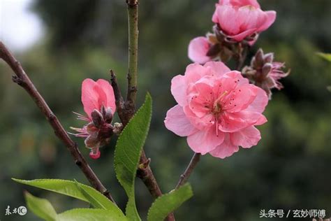 增加桃花|招桃花是什麼？如何【增加桃花運】100個秘方方法，。